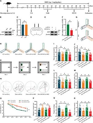 ZIP9 mediates the effects of DHT on learning, memory and hippocampal synaptic plasticity of male Tfm and APP/PS1 mice